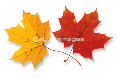 two maple leaves two maple leaves