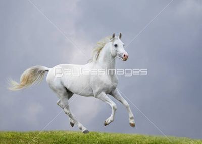 white horse in field white horse in field