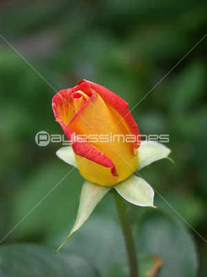 alpine rose 02 alpine rose 02